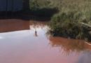 Acqua purpurea nelle Valli di Comacchio, le precisazioni del Parco del Delta del Po